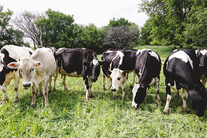 Visiting an Organic Dairy Farm | FoodforMyFamily