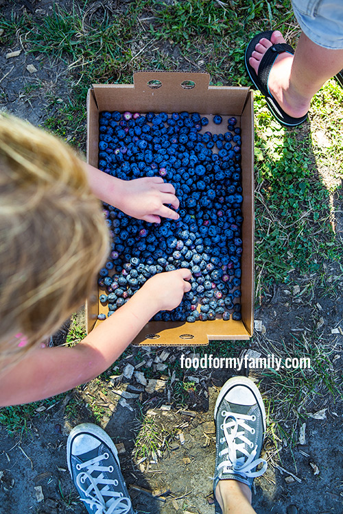 Blueberry Picking with Your Kids: Our Trip to Little Hill Berry Farm via FoodforMyFamily.com
