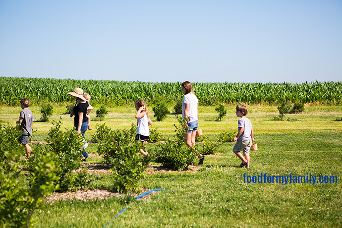 Blueberry Picking with Your Kids: Our Trip to Little Hill Berry Farm via FoodforMyFamily.com